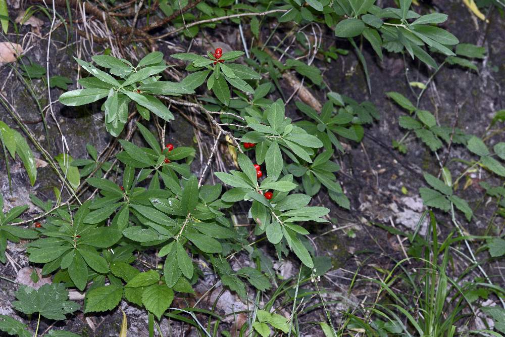 Bacche di  Daphne mezereum (Thymelaeaceae)